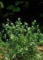 Arenaria serpyllifolia L. attēls