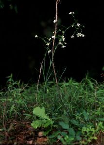 Arenaria stenophylla Ledeb. attēls