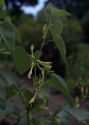 Aristolochia clematitis L. attēls
