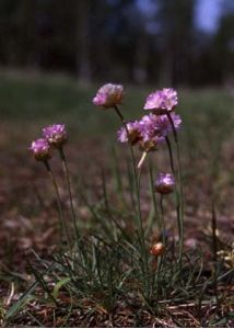 Armeria maritima (Mill.) Willd. attēls