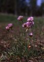 Armeria maritima (Mill.) Willd. attēls