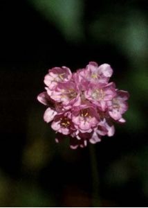 Armeria vulgaris Willd. attēls