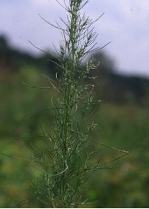 Artemisia abrotanum L. attēls