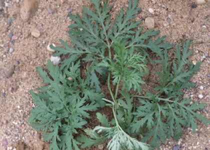 Artemisia absinthium L. attēls