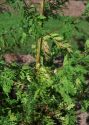 Artemisia annua L. attēls