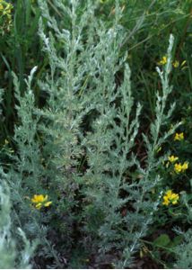Artemisia austriaca Jacq. attēls