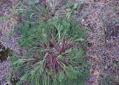 Artemisia campestris L. attēls