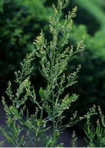 Artemisia dracunculus L. attēls