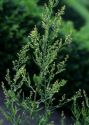 Artemisia dracunculus L. attēls