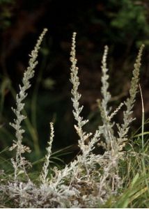 Artemisia maritima L. attēls