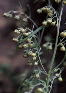 Artemisia sieversiana Ehrh. ex Willd. attēls