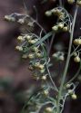 Artemisia sieversiana Ehrh. ex Willd. attēls