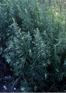 Artemisia verlotiorum Lamotte attēls