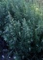Artemisia verlotiorum Lamotte attēls
