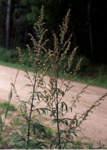 Artemisia vulgaris L. attēls