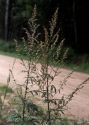 Artemisia vulgaris L. attēls