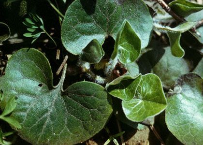 Asarum europaeum L. attēls