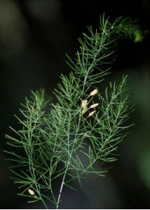 Asparagus officinalis L. attēls