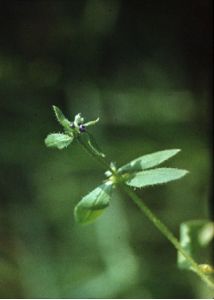 Asperugo procumbens L. attēls