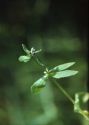 Asperugo procumbens L. attēls