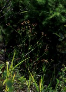 Asperula tinctoria L. attēls