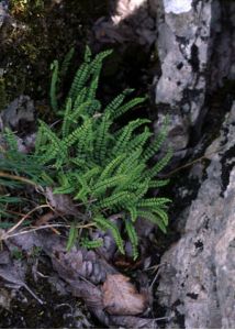 Asplenium trichomanes L. attēls