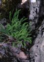 Asplenium trichomanes L. attēls