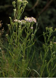 Aster tripolium L. attēls