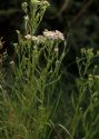 Aster tripolium L. attēls