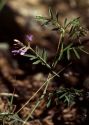 Astragalus arenarius L. attēls