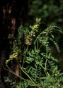 Astragalus cicer L. attēls