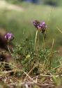 Astragalus danicus Retz. attēls