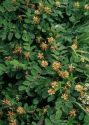 Astragalus glycyphyllos L. attēls