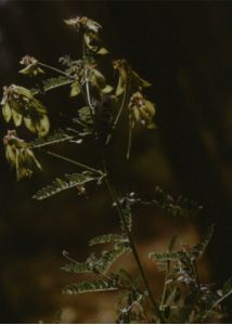 Astragalus penduliflorus Lam. attēls