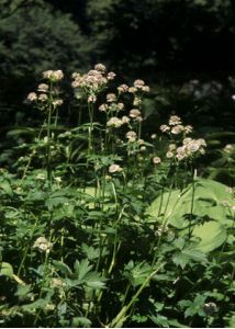 Astrantia major L. attēls