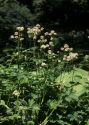 Astrantia major L. attēls