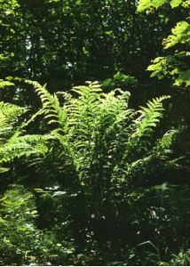 Athyrium filix-femina (L.) Roth attēls