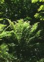 Athyrium filix-femina (L.) Roth attēls