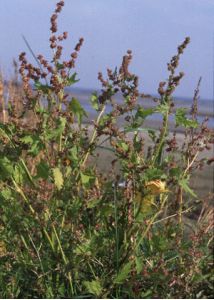 Atriplex calotheca (Rafn) Fr. attēls