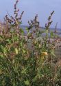 Atriplex calotheca (Rafn) Fr. attēls