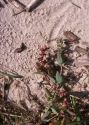 Atriplex glabriuscula Edmondston attēls