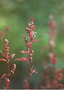 Atriplex hortensis L. attēls