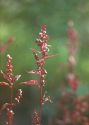 Atriplex hortensis L. attēls