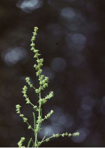 Atriplex littoralis L. attēls