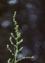 Atriplex littoralis L. attēls