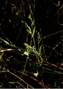 Atriplex longipes Drejer attēls