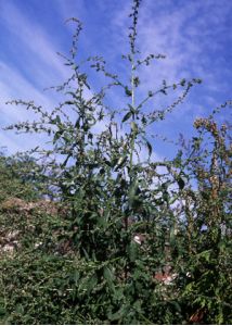 Atriplex oblongifolia Waldst. et Kit. attēls