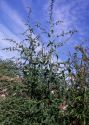 Atriplex oblongifolia Waldst. et Kit. attēls