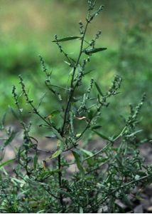 Atriplex patula L. attēls