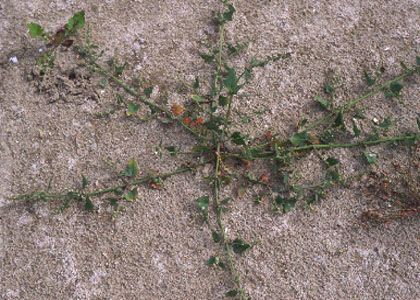 Atriplex prostrata Boucher ex DC. s.l. attēls